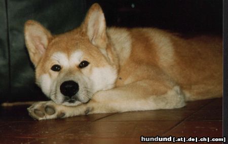 Akita Inu Hunde Foto 3173 Akita Inu Reiko vom Urteilskreuz