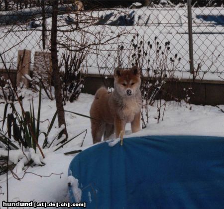 Akita Inu Hunde Foto 3169 Akita Inu Saphira vom Urteilskreuz