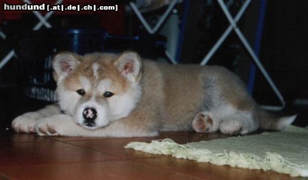 Akita Inu Hunde Foto 3170 Akita Inu Saphira vom Urteilskreuz