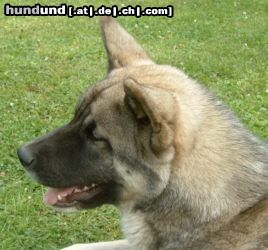 Akita Inu Hunde Foto 15899 in höherer Auflösung ansehen Akita Inu American Akita , Daika von Wächterberg
