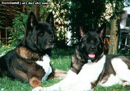 Akita Inu Hunde Foto 4706 Akita Inu Gojo son von Nobara Ken und Temini`s Star fire