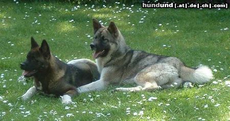 Akita Inu Hunde Foto 15900 in höherer Auflösung ansehen Akita Inu American Akita , Daika und Mad-Max