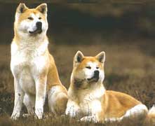 Akita Inu Hunde Foto 178 Akita Inu