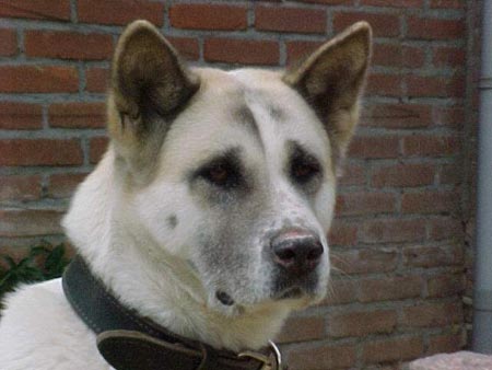 Akita Inu Hunde Foto 425 Akita Inu Yunio