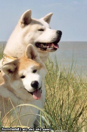 Akita Inu Hunde Foto 6612 Akita Inu Akita Inu Kennel FURINKAZAN from Belgium
