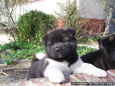 Akita Inu American Akita Baby