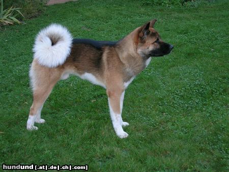 Akita Inu Hunde Foto 21888 in höherer Auflösung ansehen Akita Inu Mein Baby Asim....