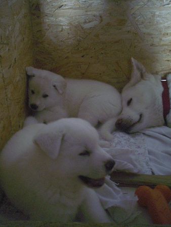 Akita Inu Mutti Gina mit Tochter Akemi und Sohn Kiyoshi