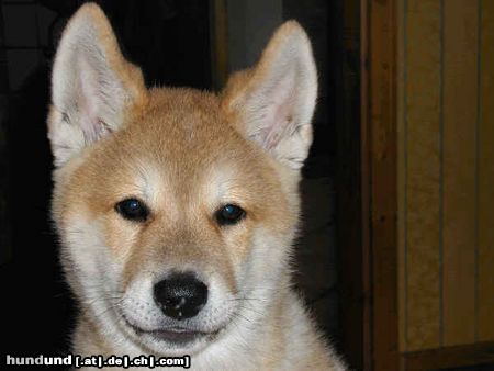 Akita Inu Hunde Foto 2983 Akita Inu Bayko