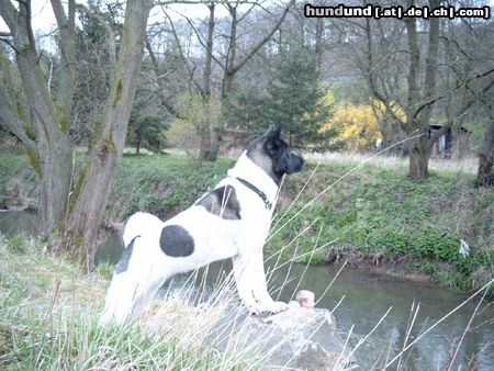 Akita Inu Hunde Foto 15897 in höherer Auflösung ansehen Akita Inu American Akita, Banta von Katana-Ken