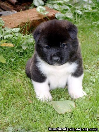 Akita Inu American Akita Cäsar