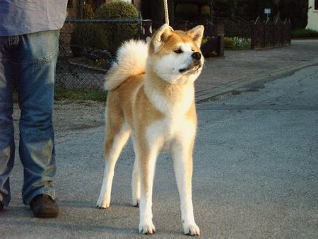 Akita Inu Eika Go of Kamino Ken