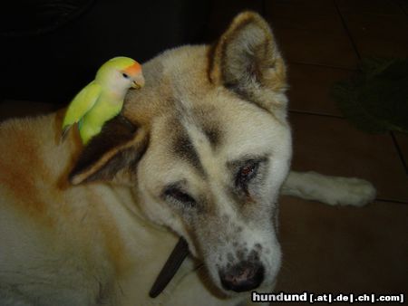 Akita Inu Hunde Foto 5925 Akita Inu Yunio