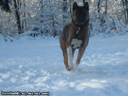 Akita Inu Hunde Foto 26179 in höherer Auflösung ansehen Akita Inu Max im Schnee