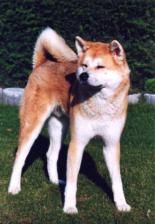 Akita Inu Dai-yu Rüde