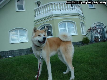 Akita Inu Hunde Foto 14965 in höherer Auflösung ansehen Akita Inu Arashi Nippon Riu damals knapp1,5 Jahre alt