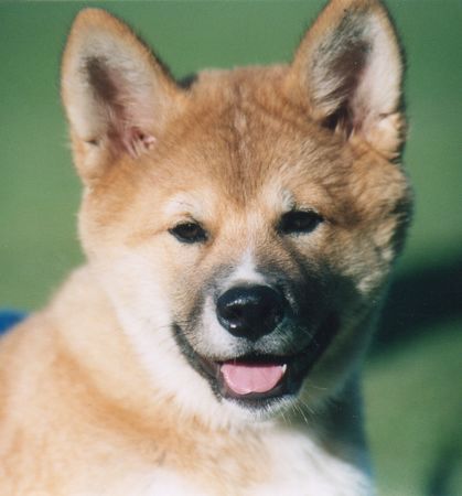 Akita Inu