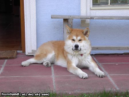 Akita Inu Hunde Foto 4006 Akita Inu Banzai Go Tenshi No Kataki