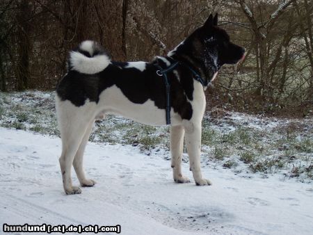 Akita Inu Hunde Foto 18726 in höherer Auflösung ansehen Akita Inu American Akita Bushido-Nanuk von Katana Ken