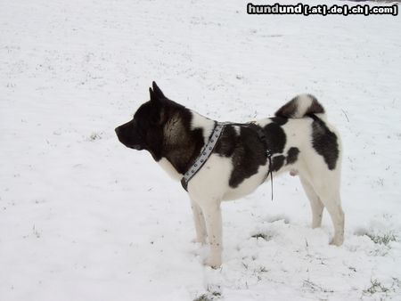 Akita Inu Hunde Foto 18823 in höherer Auflösung ansehen Akita Inu American Akita Bushido-Nanuk von Katana Ken