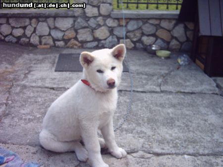 Akita Inu Hunde Foto 12755 Akita Inu das ist mein 3monate alter Juki