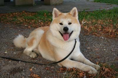 Akita Inu Pako, 2 Jahre jung 