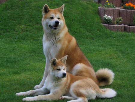 Akita Inu Dai-yu Rüde und Kijary Hündin