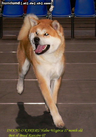 Akita Inu INOCHI-O KAKERU Halne Wzgorze