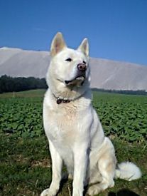 Akita Inu Jack