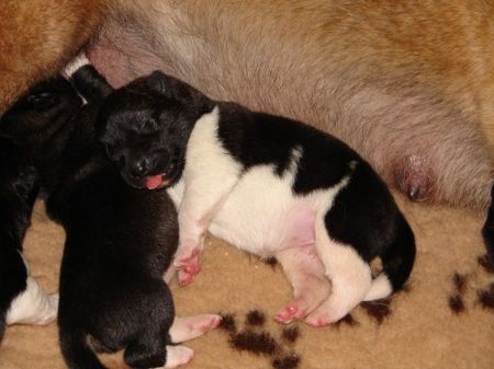 Akita Inu Hunde Foto 38032 Akita Inu American Akita Welpe 3 Tage alt