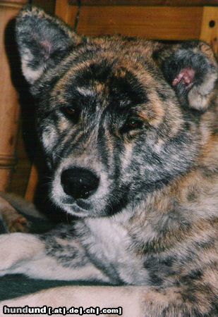 Akita Inu Hunde Foto 26552 in höherer Auflösung ansehen Akita Inu Bisai of Ichinoseki - Hündin