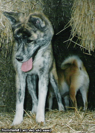 Akita Inu Hunde Foto 26553 in höherer Auflösung ansehen Akita Inu Bisai of Ichinoseki - Hündin