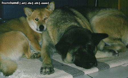 Akita Inu Aizu von der Zehntgasse - Hündin