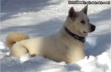 Akita Inu Hunde Foto 3427 Akita Inu Tamami im Schnee