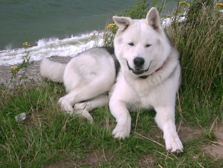 Akita Inu Unser Hund Yukiko