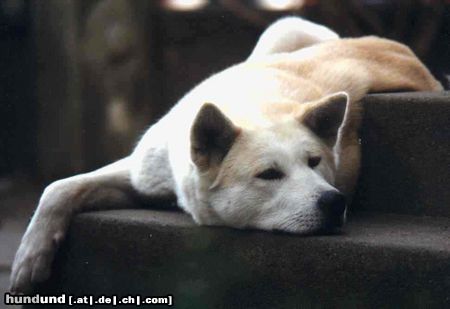 Akita Inu Hunde Foto 3428 Akita Inu Akemi