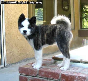 Akita Inu Hunde Foto 23260 in höherer Auflösung ansehen Akita Inu baby