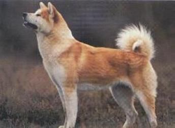Akita Inu Hunde Foto 1106 Akita Inu