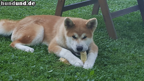 Akita Inu Aki im Garten