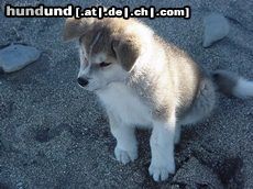 Akita Inu Hunde Foto 23773 in höherer Auflösung ansehen Akita Inu rikii