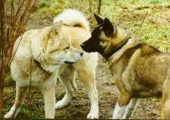 Akita Inu Hunde Foto 1113 Akita Inu