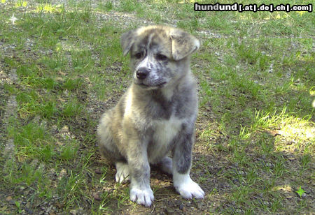 Akita Inu Hunde Foto 24330 in höherer Auflösung ansehen Akita Inu Amigo 9wochen