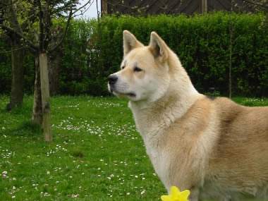 Akita Inu La Cheyenne von Nobara Ken