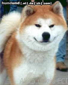 Akita Inu Hunde Foto 5442 Akita Inu DAICHI GO NIIGATA KURIYAMA - Int.Ch.,Ch.PL,Ch.NL