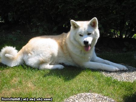 Akita Inu Hunde Foto 3981 Akita Inu geisha