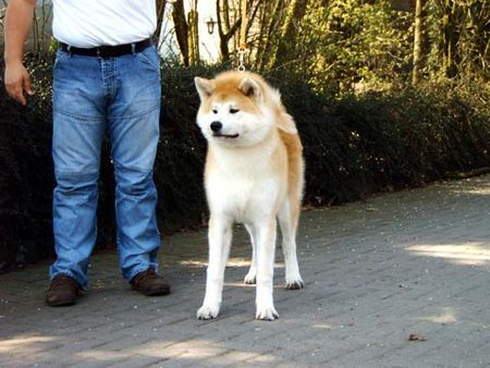 Akita Inu Gen Go of Kamino Ken