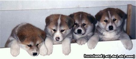Akita Inu Hunde Foto 3426 Akita Inu A-Wurf Yagino Yashikikarano