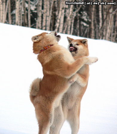 Akita Inu wolves: INOCHI and IZUMI Halne Wzgorze