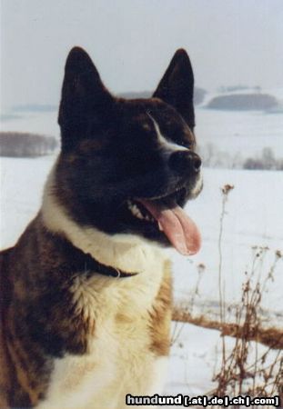 Akita Inu Hunde Foto 3396 Akita Inu Joschi of Kakuso Chiho