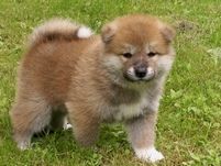 Akita Inu Hunde Foto 42209 in höherer Auflösung ansehen Akita Inu Kumagai no Daimaru, 4 Wochen alter Akita-Rüde
